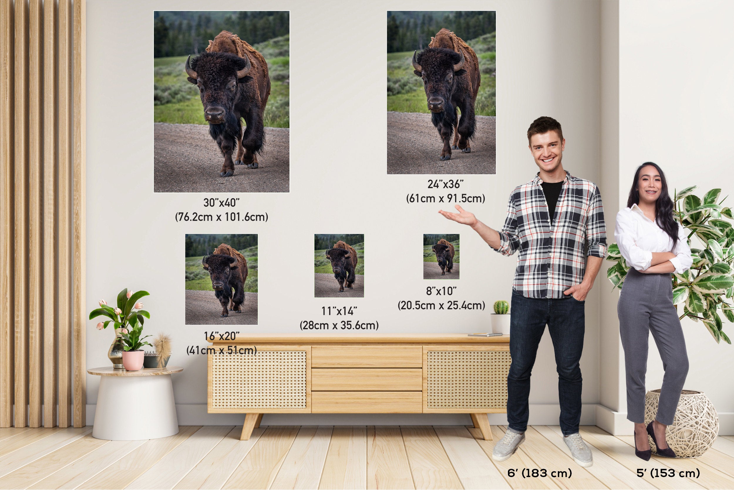 Yellowstone Bison: Bison in Yellowstone National Park Wall Art Wildlife Metal Canvas Print Animal Photography
