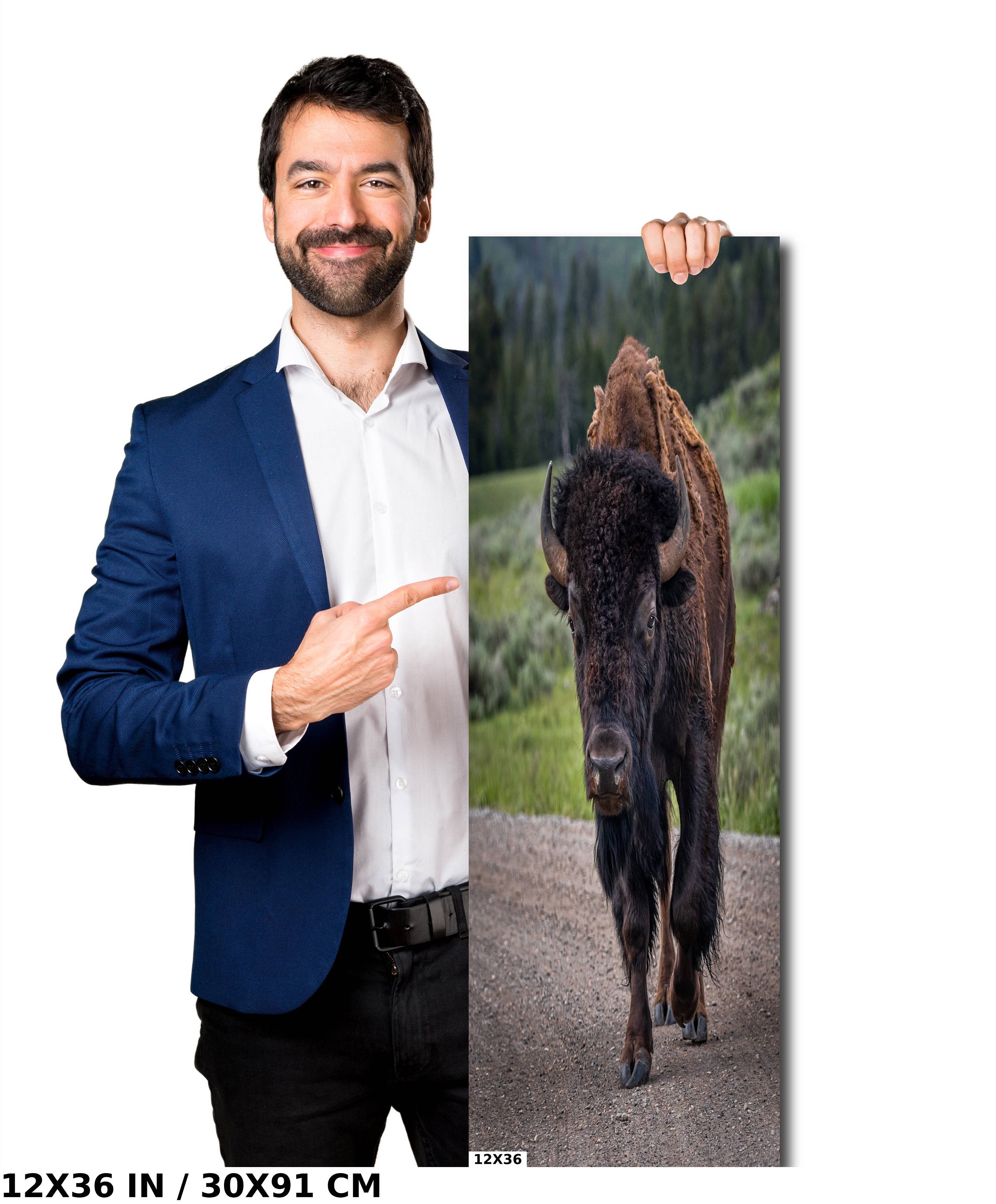 Yellowstone Bison: Bison in Yellowstone National Park Wall Art Wildlife Metal Canvas Print Animal Photography