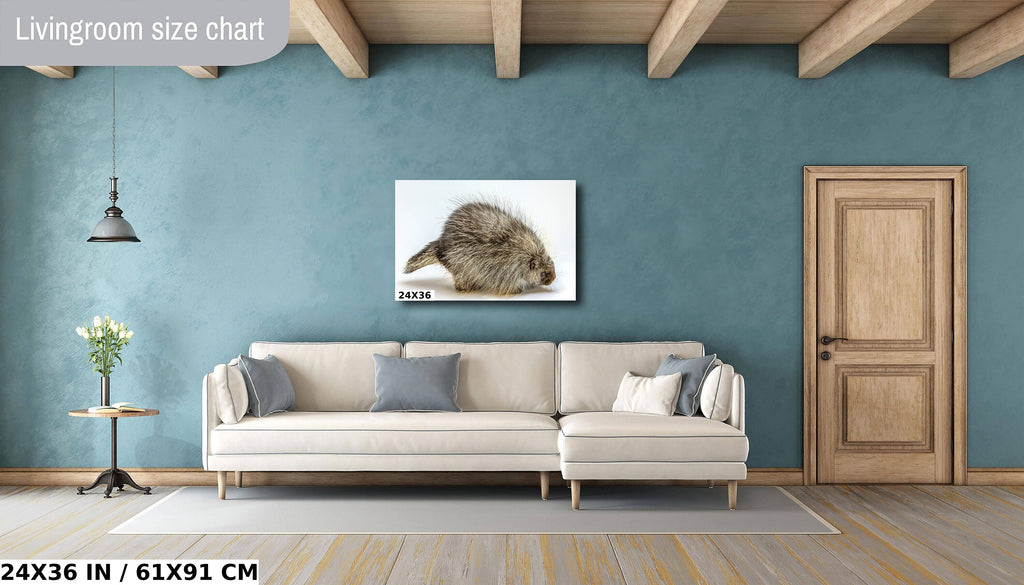 Pure Prickles: Porcupine in a White Space Wall Art Large Rodents Animal Photography Metal Canvas Print
