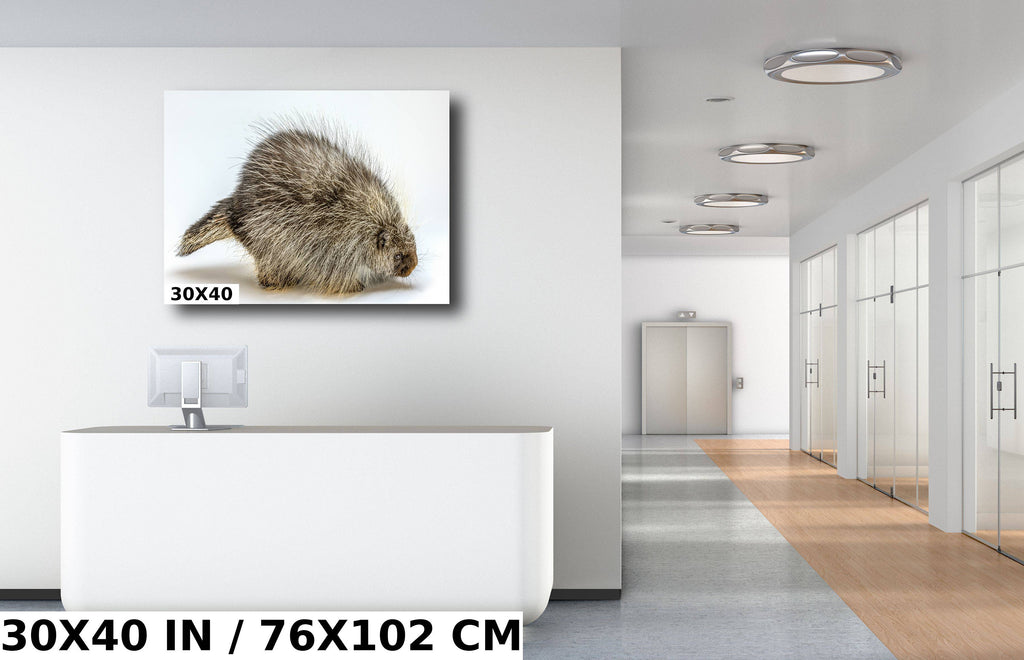 Pure Prickles: Porcupine in a White Space Wall Art Large Rodents Animal Photography Metal Canvas Print