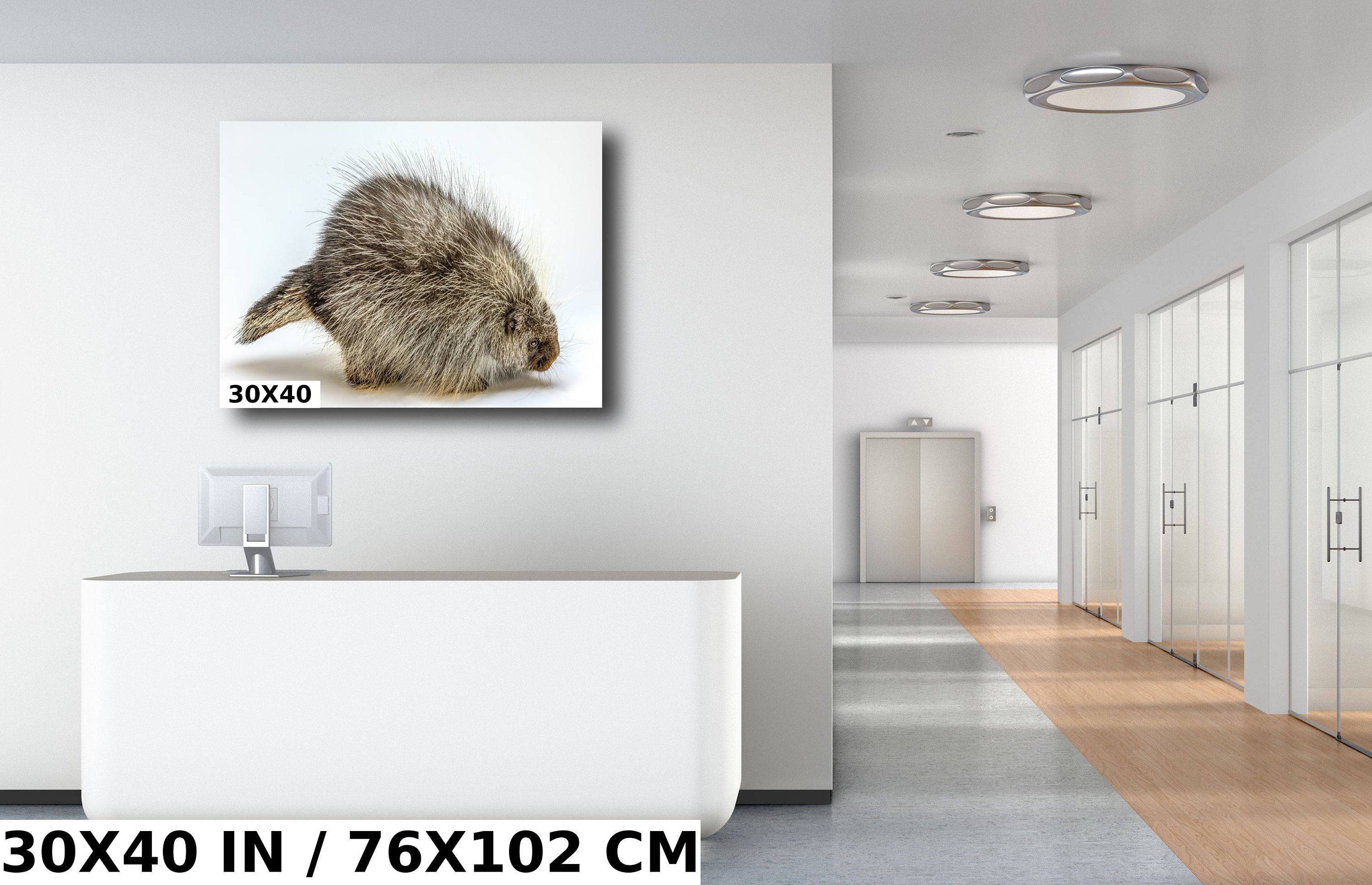 Pure Prickles: Porcupine in a White Space Wall Art Large Rodents Animal Photography Metal Canvas Print