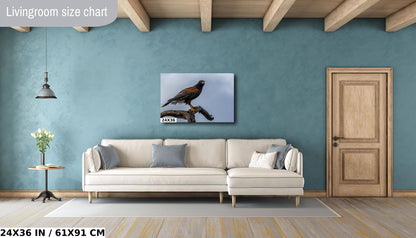 Branch Bound: Harris's Hawk at Rest on Branch Wall Art Bird Photography Metal Canvas Print