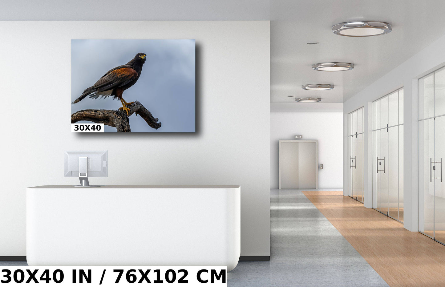 Branch Bound: Harris's Hawk at Rest on Branch Wall Art Bird Photography Metal Canvas Print