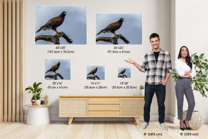 Branch Bound: Harris's Hawk at Rest on Branch Wall Art Bird Photography Metal Canvas Print