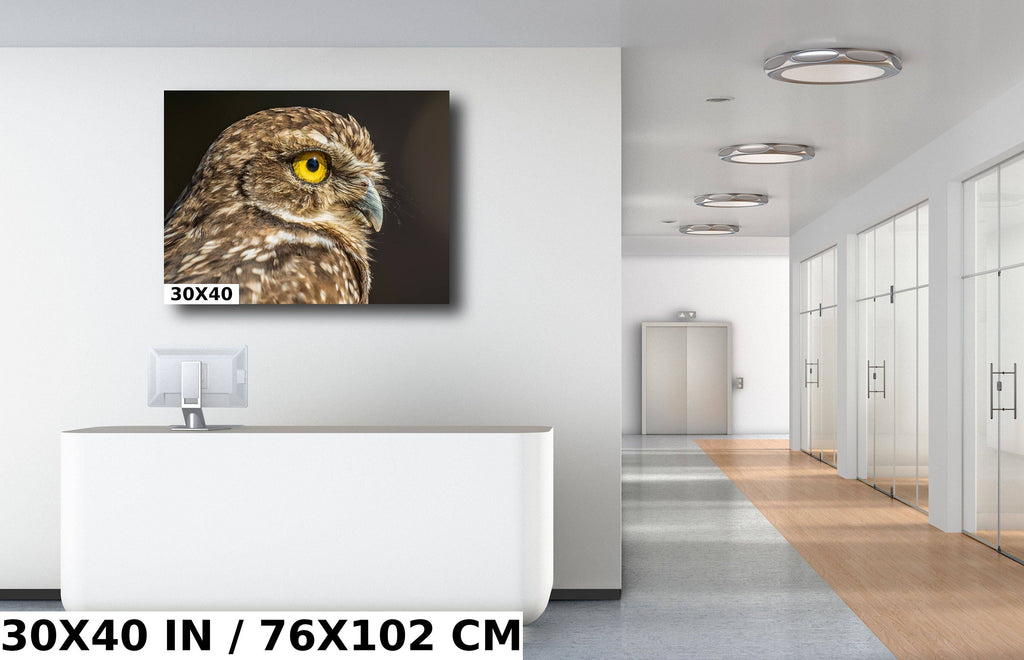 Feathered Curiosity: Burrowing Owl Wall Art Metal Aluminum Print Bird Wildlife Photography