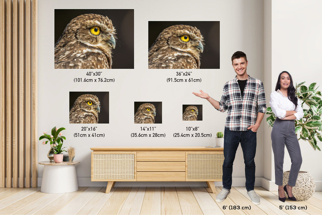 Feathered Curiosity: Burrowing Owl Wall Art Metal Aluminum Print Bird Wildlife Photography