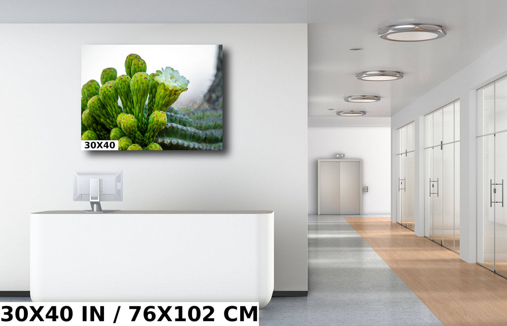 Saguaro Cactus Flower: Sonoran Desert Landscape Photography Wall Art