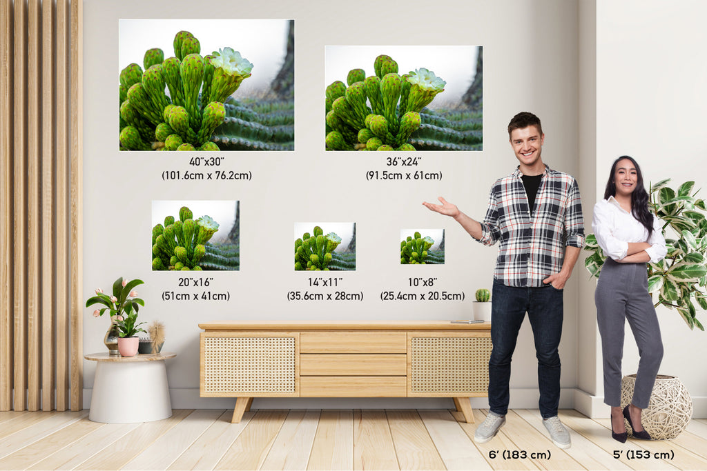 Saguaro Cactus Flower: Sonoran Desert Landscape Photography Wall Art