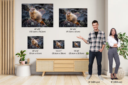 Rocky Refuge: Marmot of Yellowstone National Park Wall Art Wild Animal Photography Metal Acrylic Print