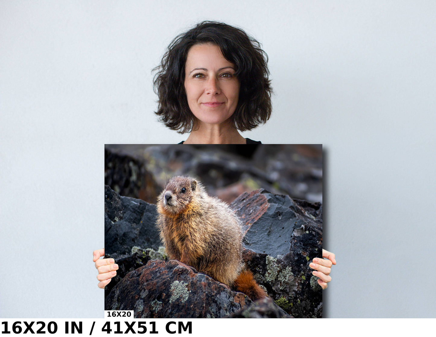 Rocky Refuge: Marmot of Yellowstone National Park Wall Art Wild Animal Photography Metal Acrylic Print