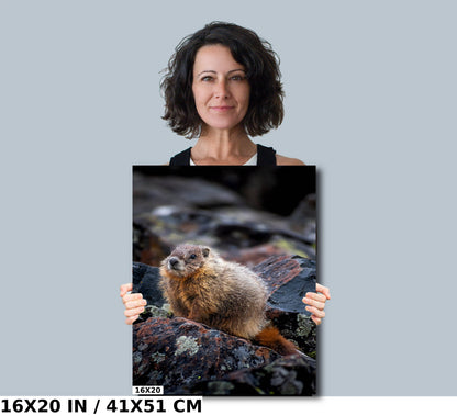 High Altitude Heralds: Marmot of Yellowstone National Park Wall Art Wild Animal Photography Metal Acrylic Print