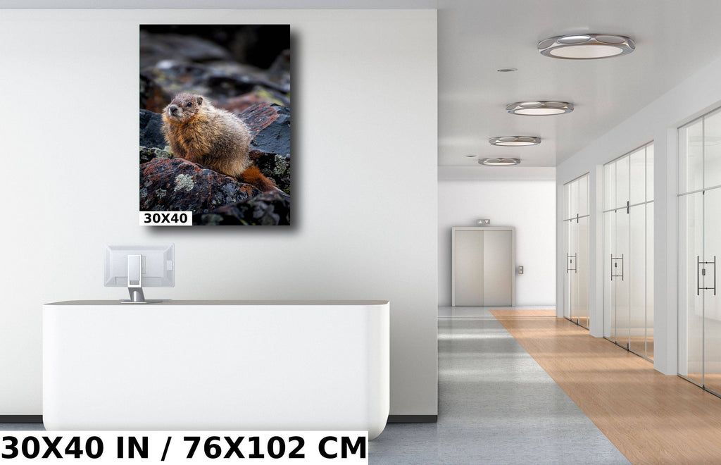 Yellowstone Marmot Wildlife Photography: Aluminum, Acrylic, Canvas Print