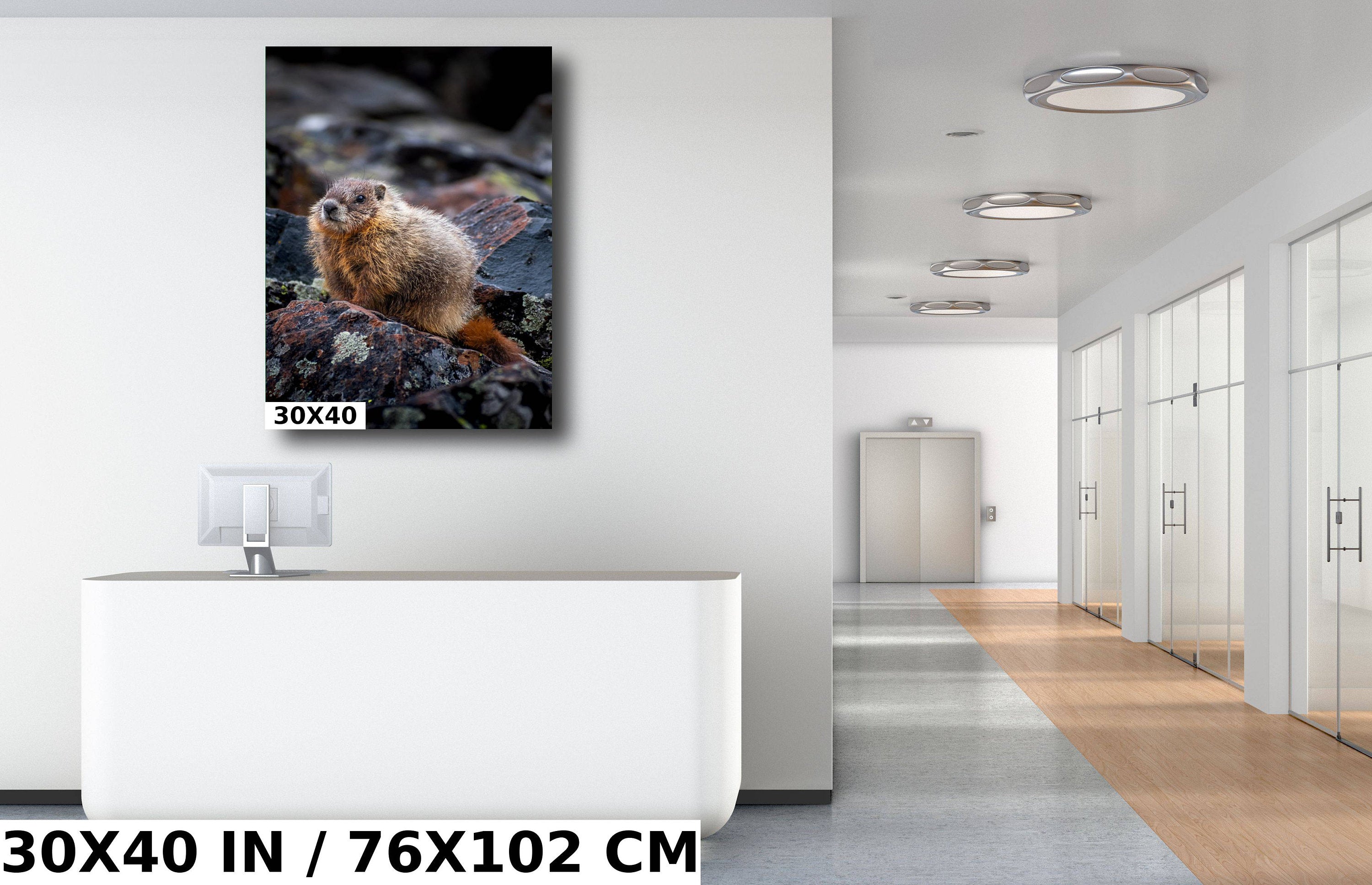 Yellowstone Marmot Wildlife Photography: Aluminum, Acrylic, Canvas Print