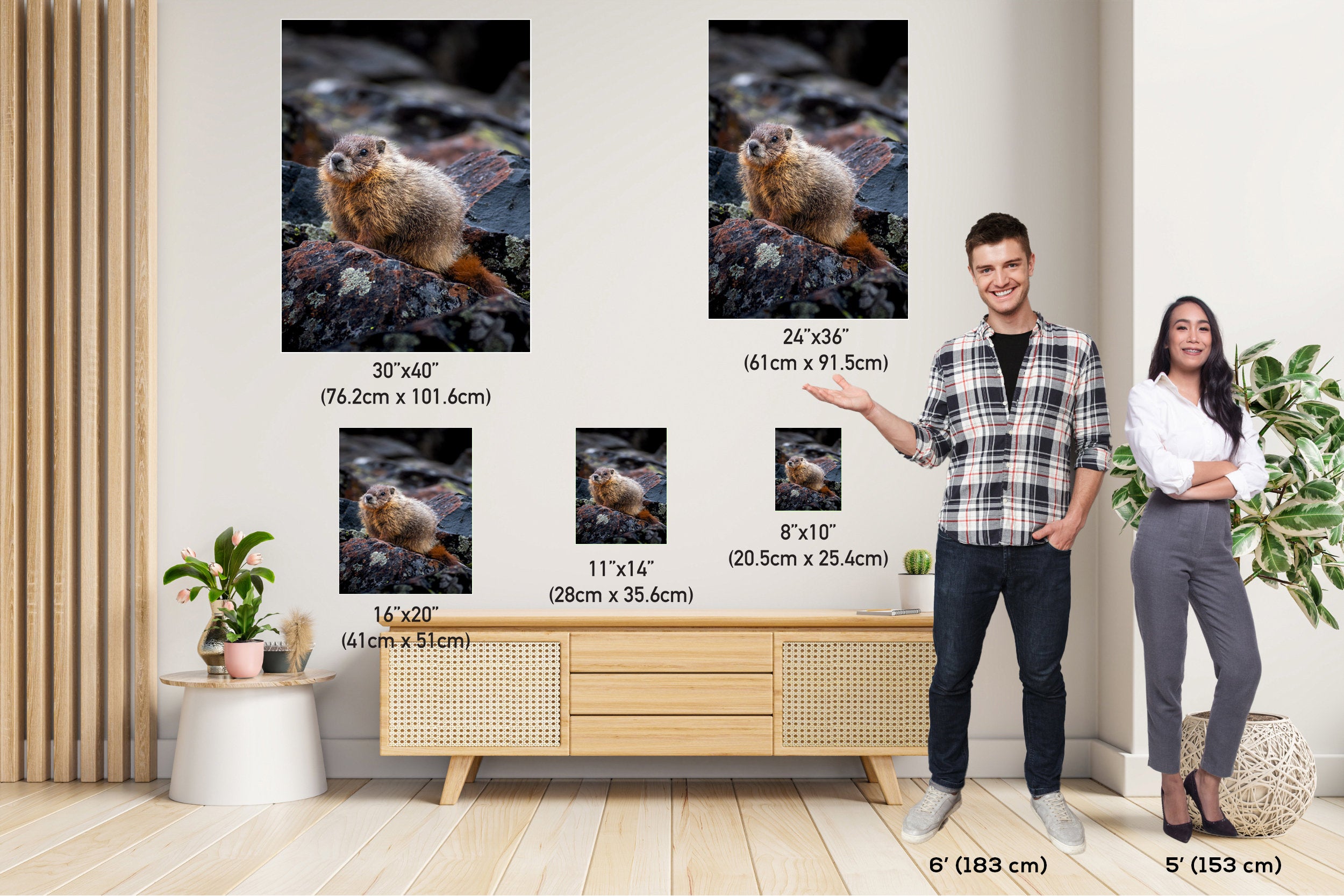 Yellowstone Marmot Wildlife Photography: Aluminum, Acrylic, Canvas Print