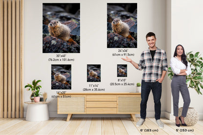 High Altitude Heralds: Marmot of Yellowstone National Park Wall Art Wild Animal Photography Metal Acrylic Print