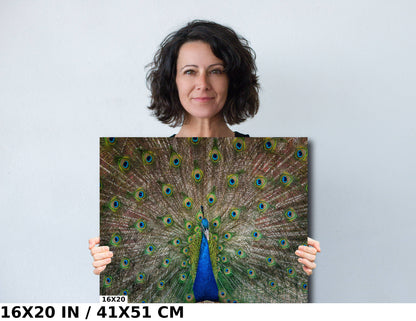 Plumage Perfection: Open Tail of a Male Peacock Wall Art Metal Acrylic Print Bird Photography