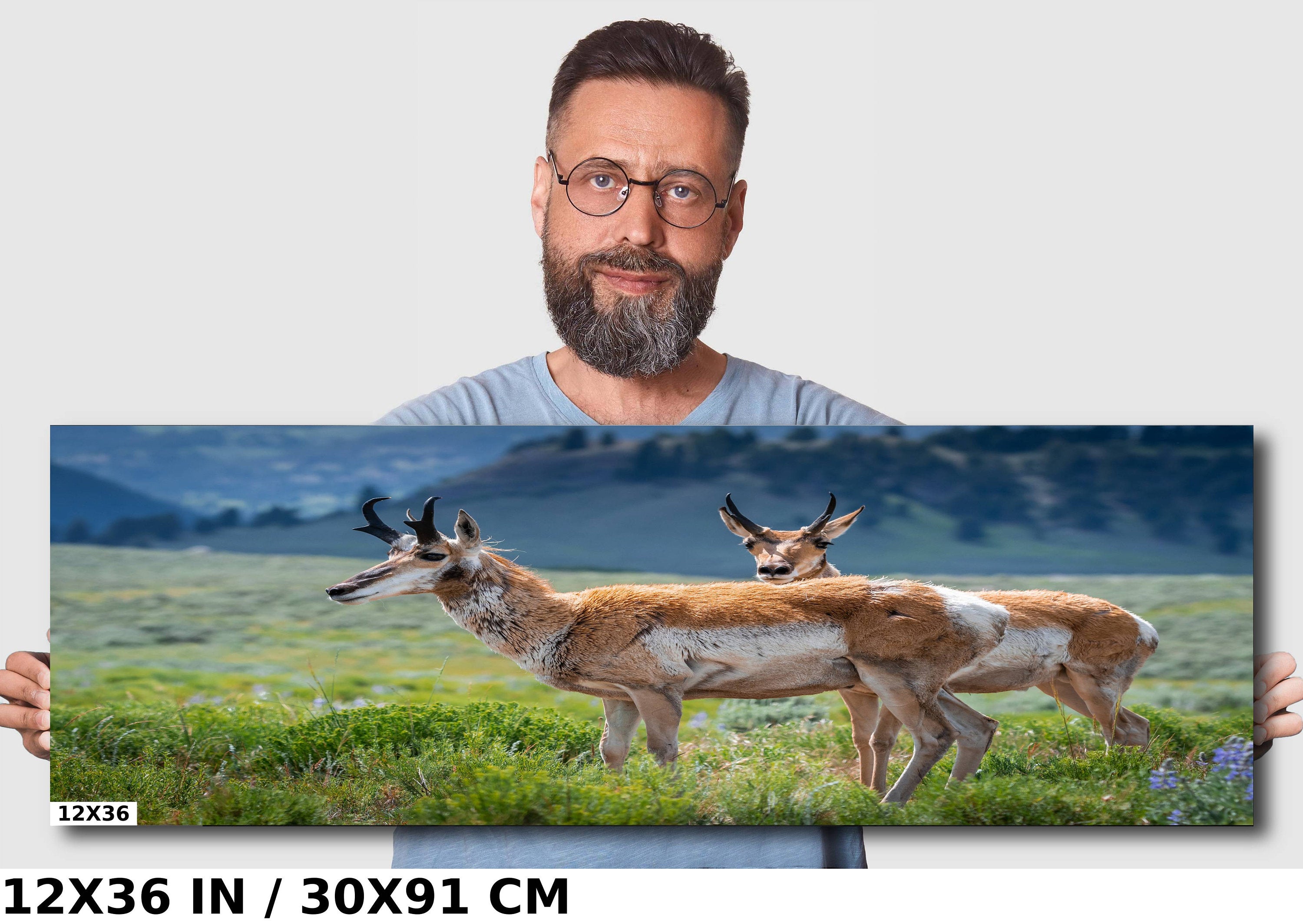 Pronghorn Pair: Twin Pronghorn in Yellowstone Wall Art National Park Metal Aluminum Print Wildlife Photography