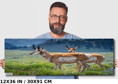 Pronghorn Pair: Twin Pronghorn in Yellowstone Wall Art National Park Metal Aluminum Print Wildlife Photography