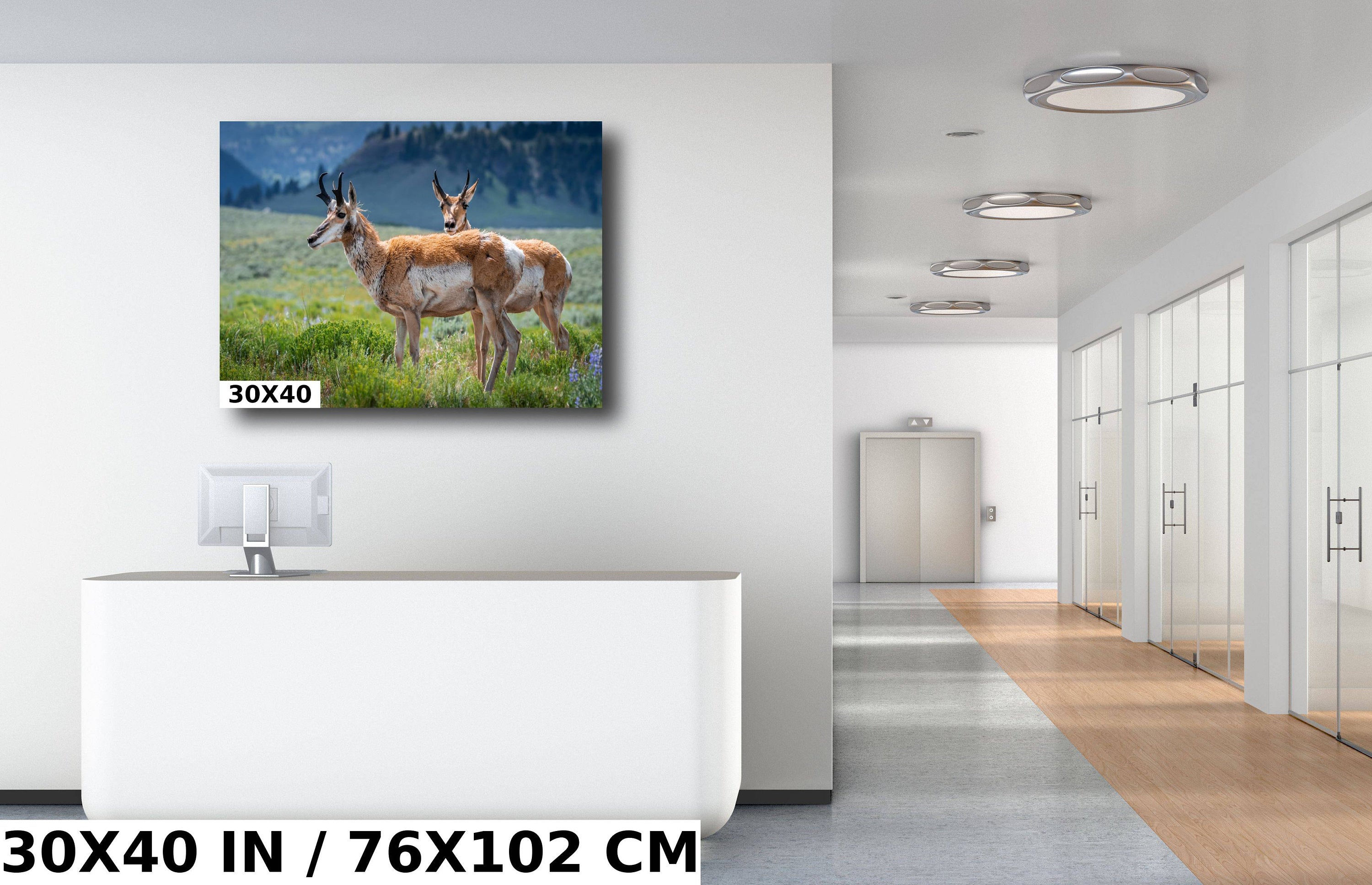 Pronghorn Pair: Twin Pronghorn in Yellowstone Wall Art National Park Metal Aluminum Print Wildlife Photography