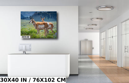 Pronghorn Pair: Twin Pronghorn in Yellowstone Wall Art National Park Metal Aluminum Print Wildlife Photography