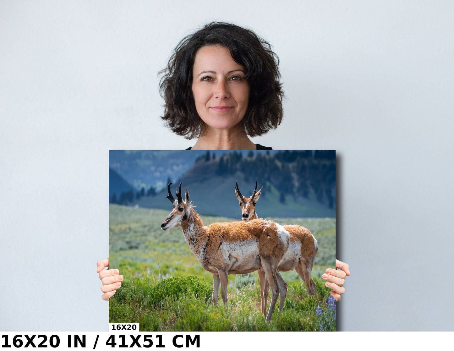 Pronghorn Pair: Twin Pronghorn in Yellowstone Wall Art National Park Metal Aluminum Print Wildlife Photography