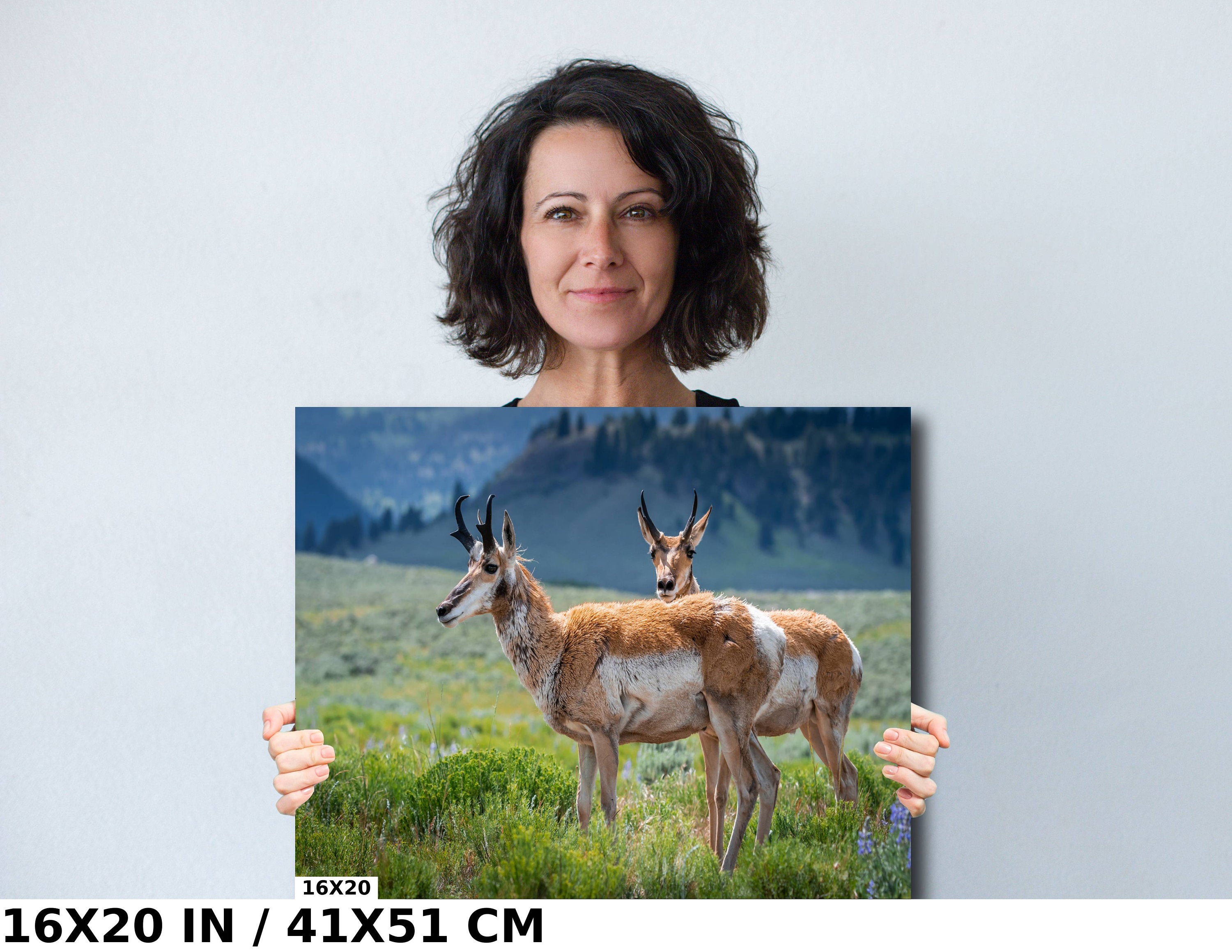 Pronghorn Pair: Twin Pronghorn in Yellowstone Wall Art National Park Metal Aluminum Print Wildlife Photography