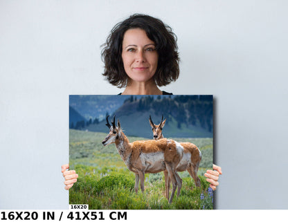 Pronghorn Pair: Twin Pronghorn in Yellowstone Wall Art National Park Metal Aluminum Print Wildlife Photography