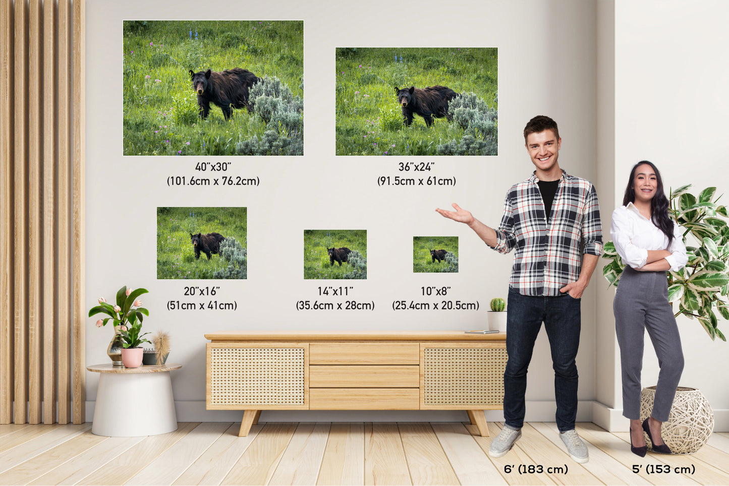 Bear Essentials: Black Bear of Yellowstone National Park Metal Canvas Print Wildlife Wall Art Animal Photography
