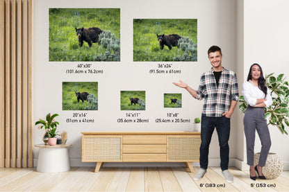 Bear Essentials: Black Bear of Yellowstone National Park Metal Canvas Print Wildlife Wall Art Animal Photography