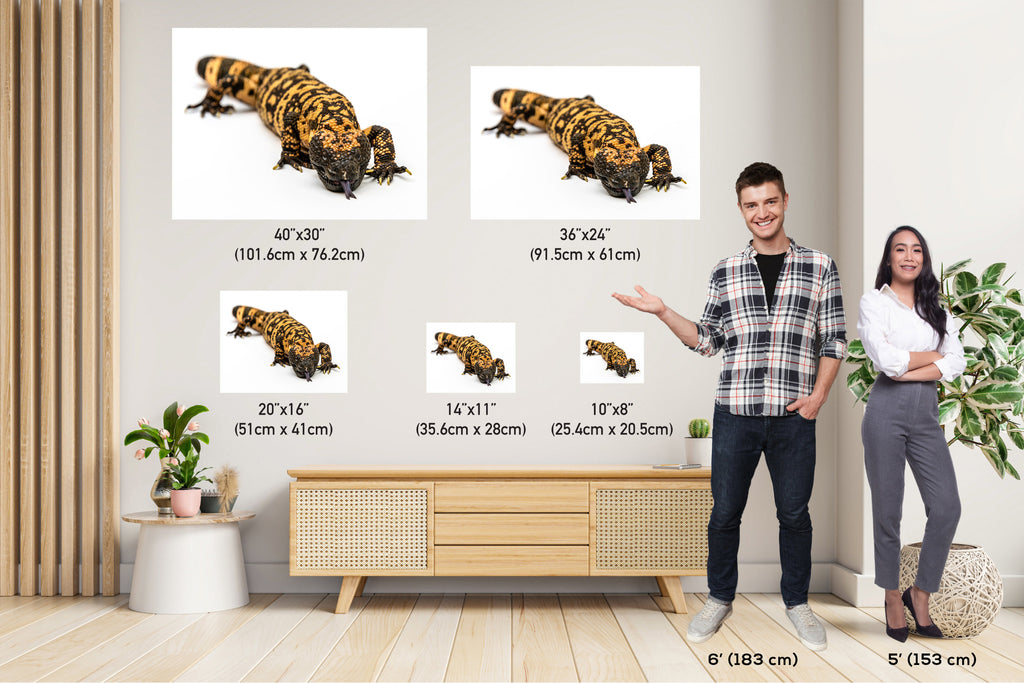 Reptilian Royalty: Gila Monster Wall Art Exotic Animal Metal Acrylic Print Reptile Photography