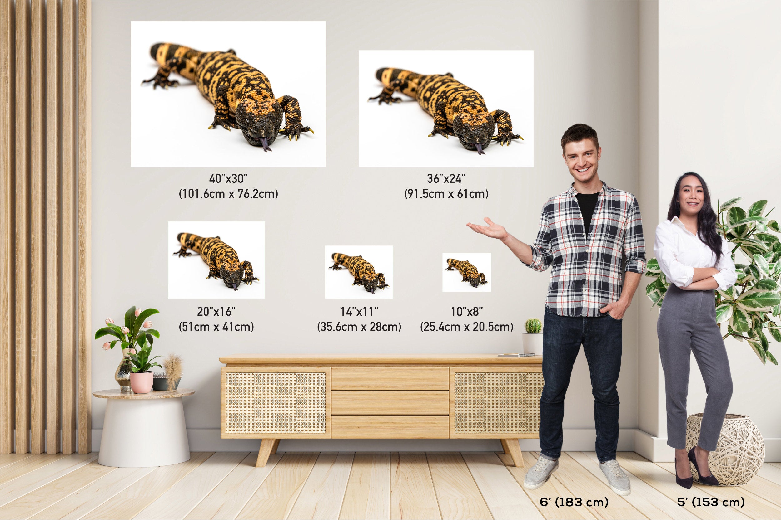 Reptilian Royalty: Gila Monster Wall Art Exotic Animal Metal Acrylic Print Reptile Photography
