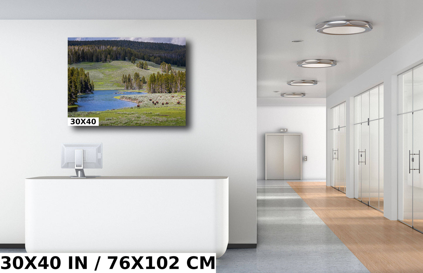 Yellowstone Bison Photography Print: Hayden Valley Wildlife