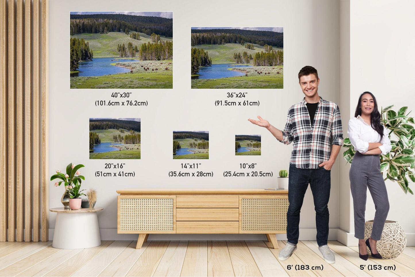 Yellowstone Bison Photography Print: Hayden Valley Wildlife