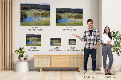 Yellowstone Bison Photography Print: Hayden Valley Wildlife