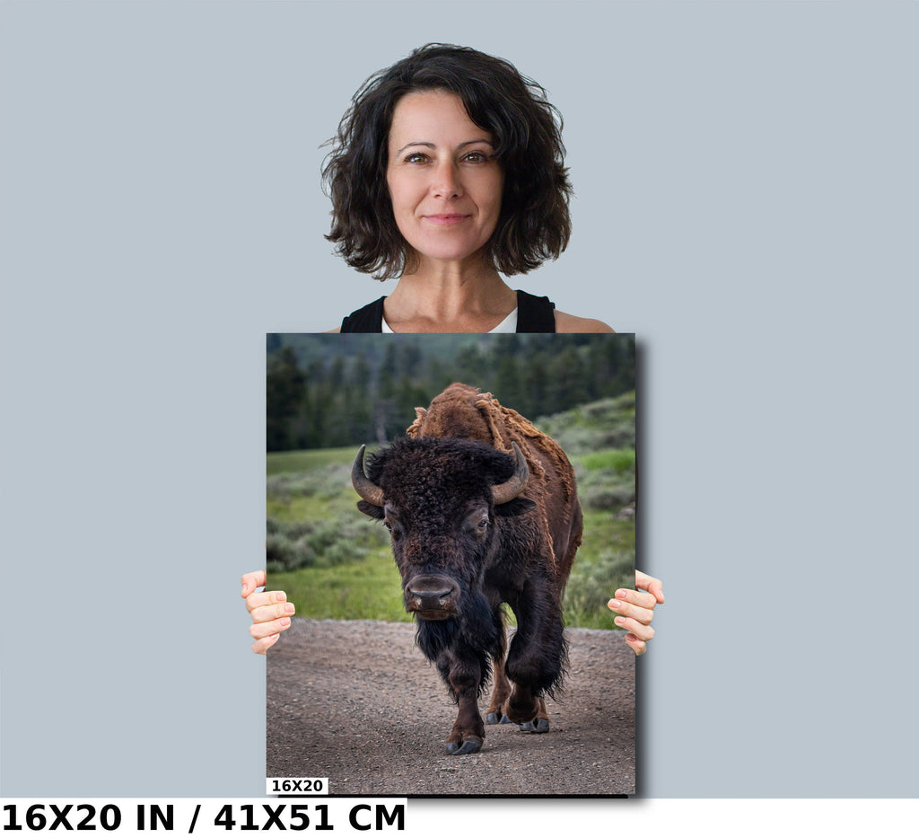 Yellowstone Bison: Bison in Yellowstone National Park Wall Art Wildlife Metal Canvas Print Animal Photography