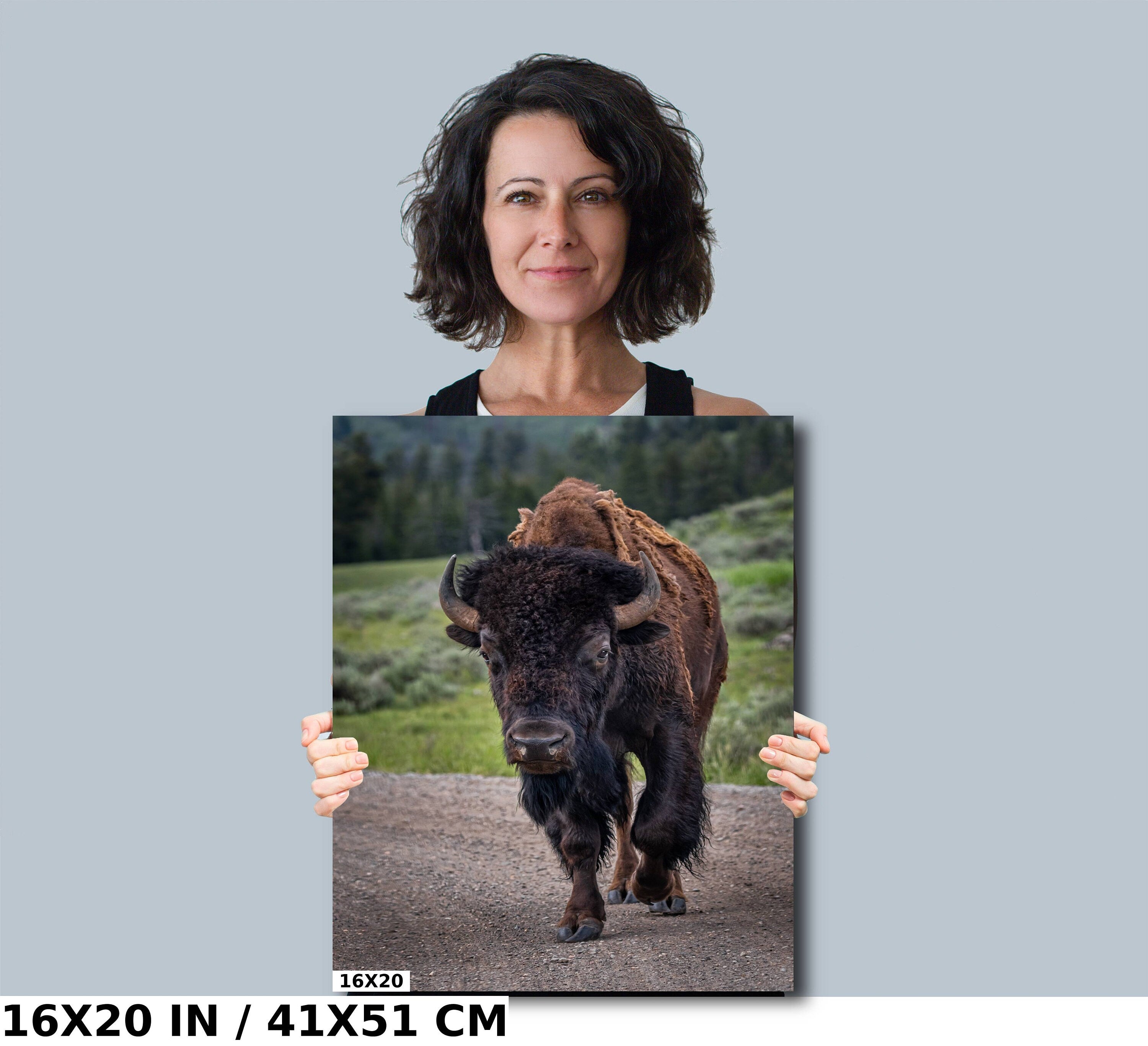 Yellowstone Bison: Bison in Yellowstone National Park Wall Art Wildlife Metal Canvas Print Animal Photography