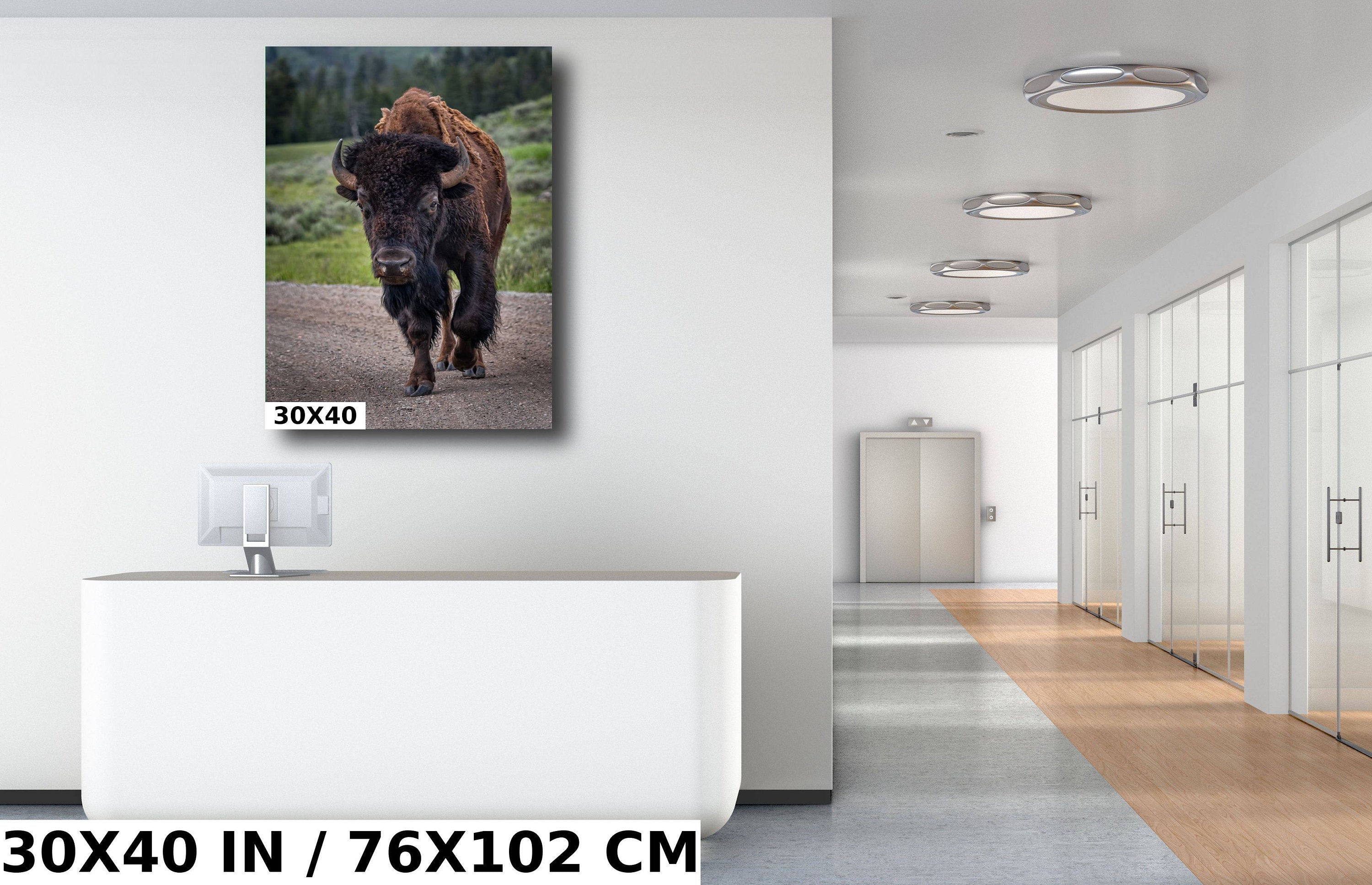 Yellowstone Bison: Bison in Yellowstone National Park Wall Art Wildlife Metal Canvas Print Animal Photography