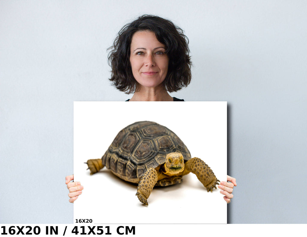 Hard Shell Finish: The Desert Tortoise Wall Art Metal Canvas Print Turtle Photography