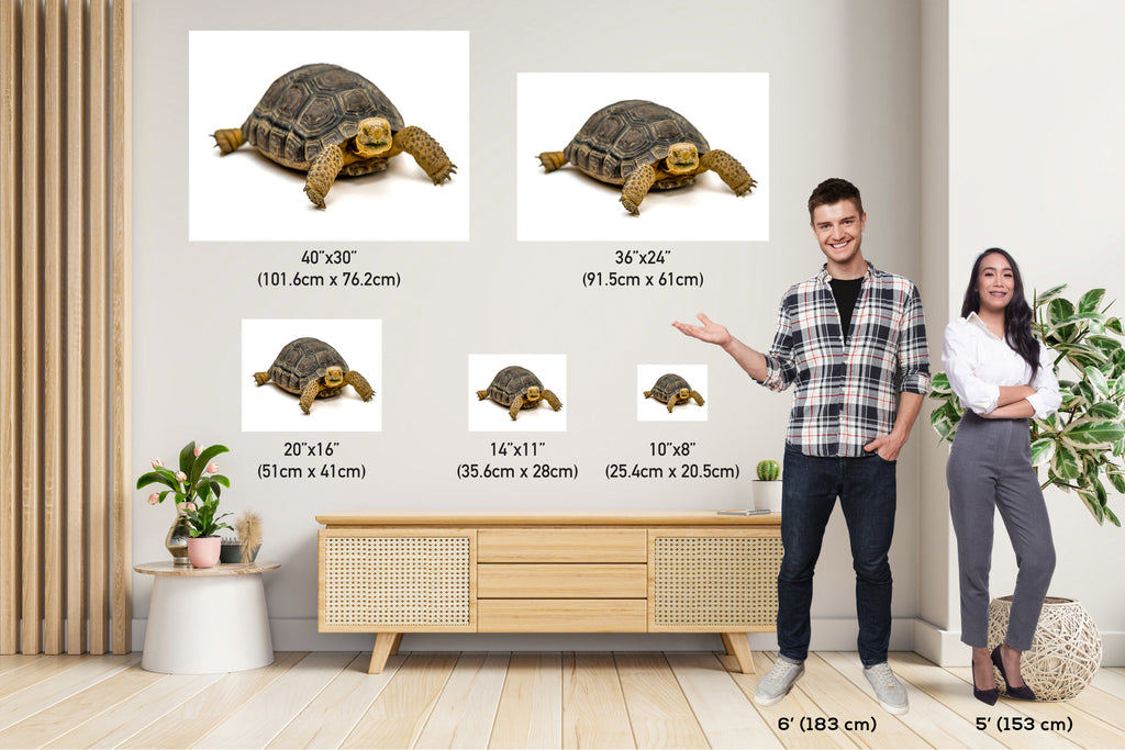 Hard Shell Finish: The Desert Tortoise Wall Art Metal Canvas Print Turtle Photography