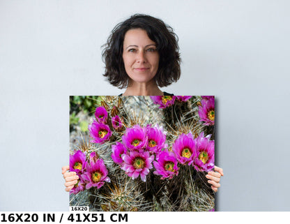 Prickly Beauty: Hedgehog Cactus Flower Metal Canvas Print Echinocereus Wall Art Arizona Desert Photography
