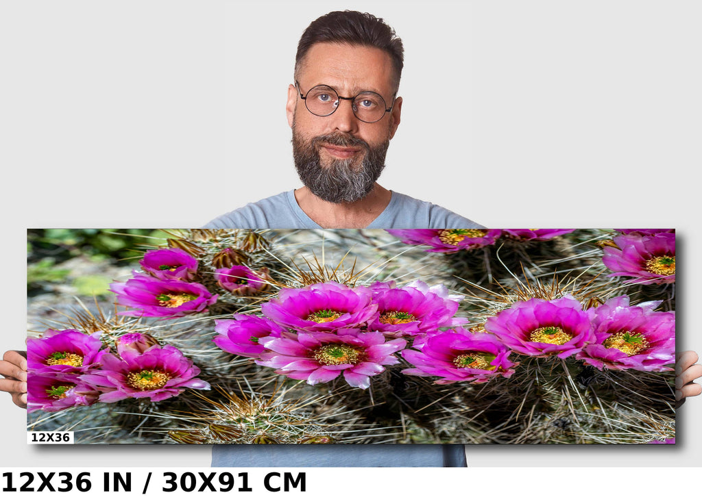 Prickly Beauty: Hedgehog Cactus Flower Metal Canvas Print Echinocereus Wall Art Arizona Desert Photography