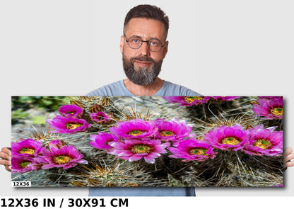 Prickly Beauty: Hedgehog Cactus Flower Metal Canvas Print Echinocereus Wall Art Arizona Desert Photography