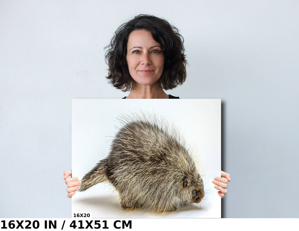 Pure Prickles: Porcupine in a White Space Wall Art Large Rodents Animal Photography Metal Canvas Print