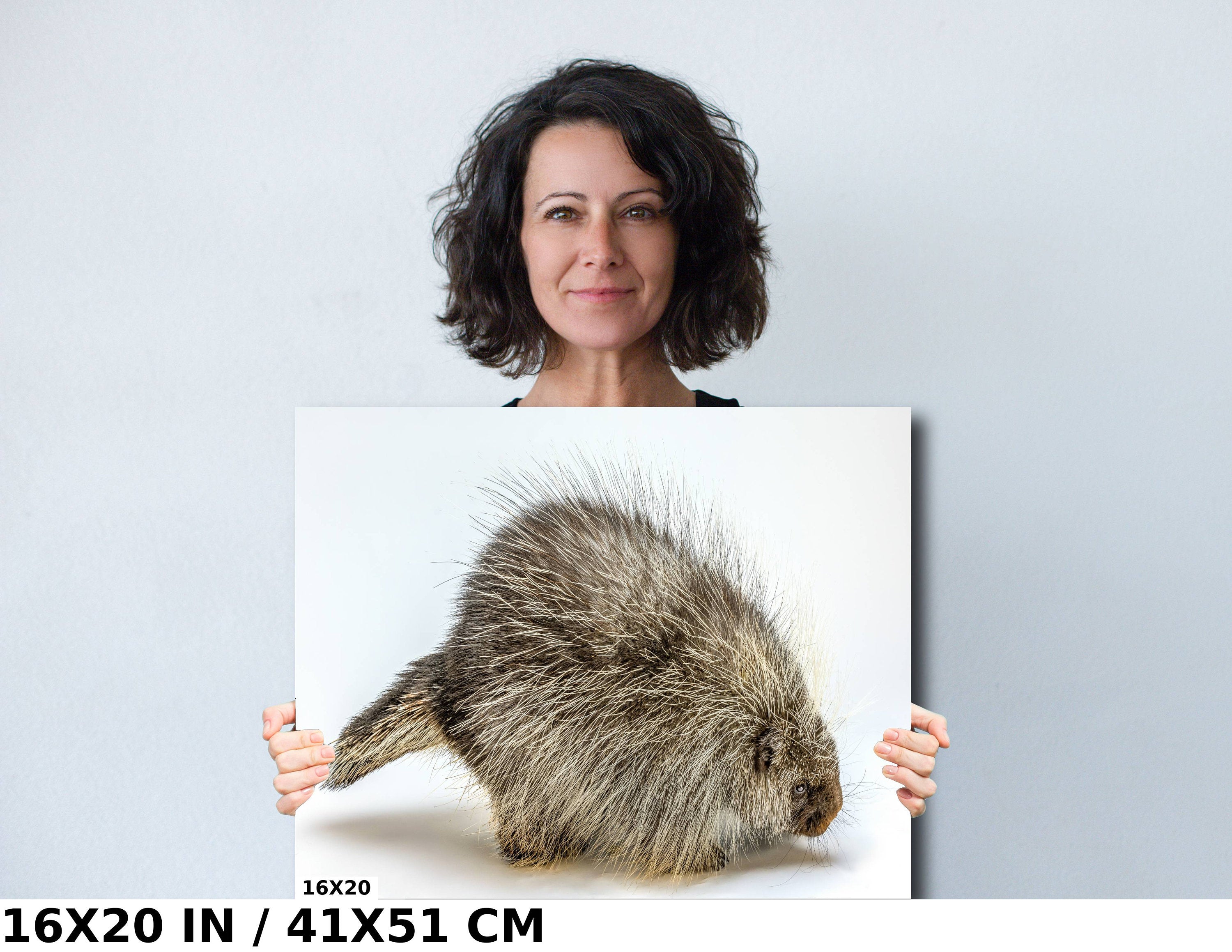 Pure Prickles: Porcupine in a White Space Wall Art Large Rodents Animal Photography Metal Canvas Print