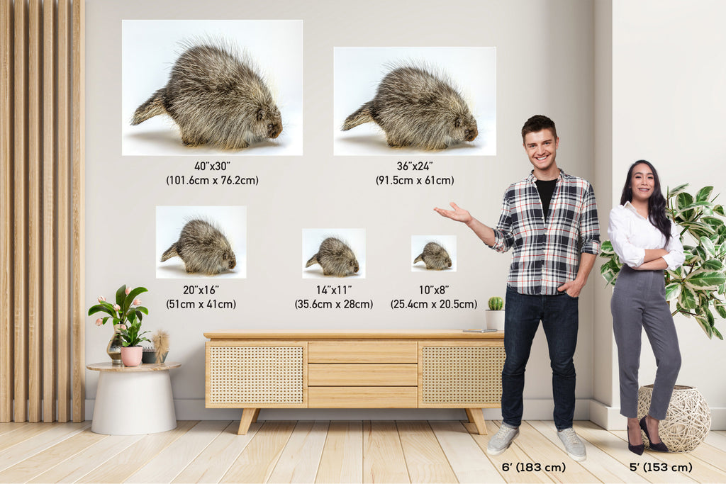 Pure Prickles: Porcupine in a White Space Wall Art Large Rodents Animal Photography Metal Canvas Print