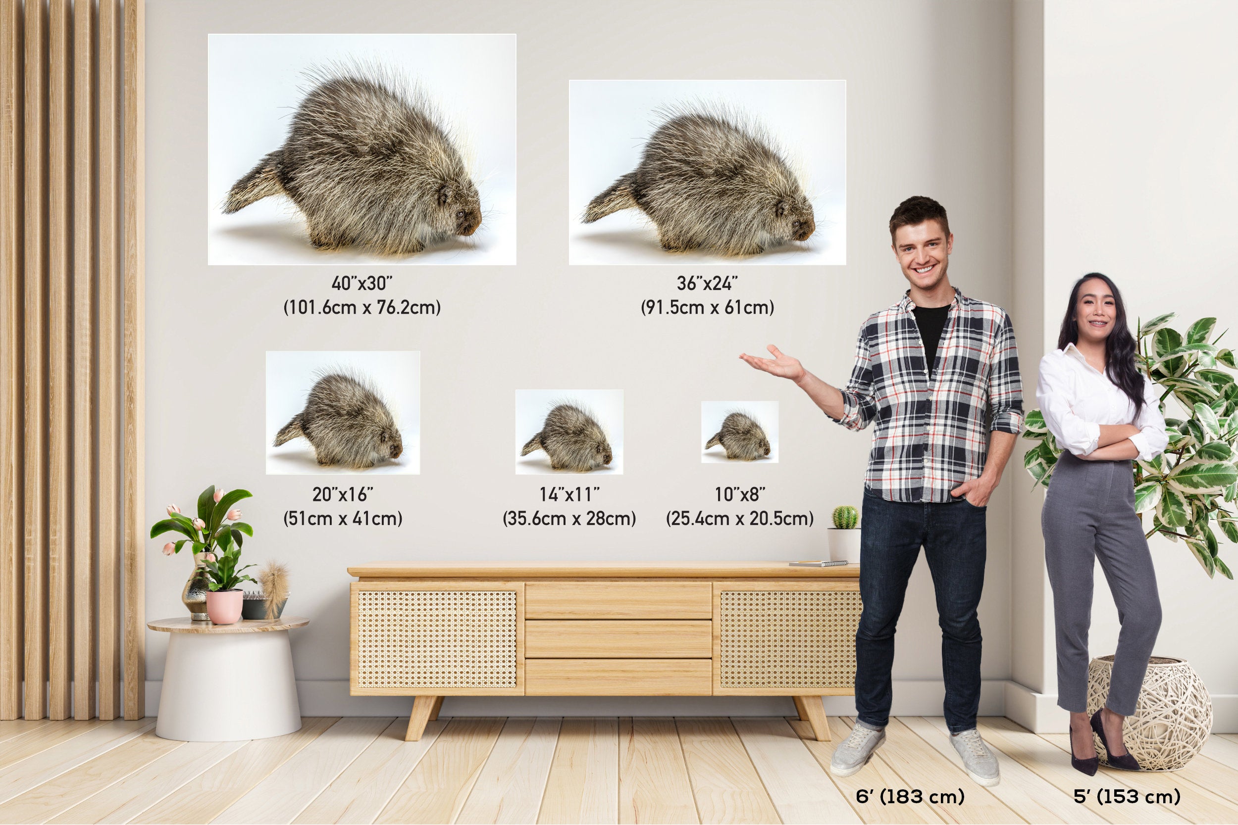 Pure Prickles: Porcupine in a White Space Wall Art Large Rodents Animal Photography Metal Canvas Print