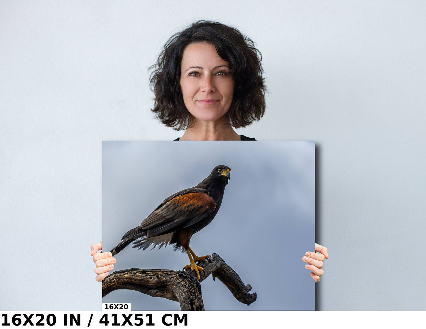 Branch Bound: Harris's Hawk at Rest on Branch Wall Art Bird Photography Metal Canvas Print