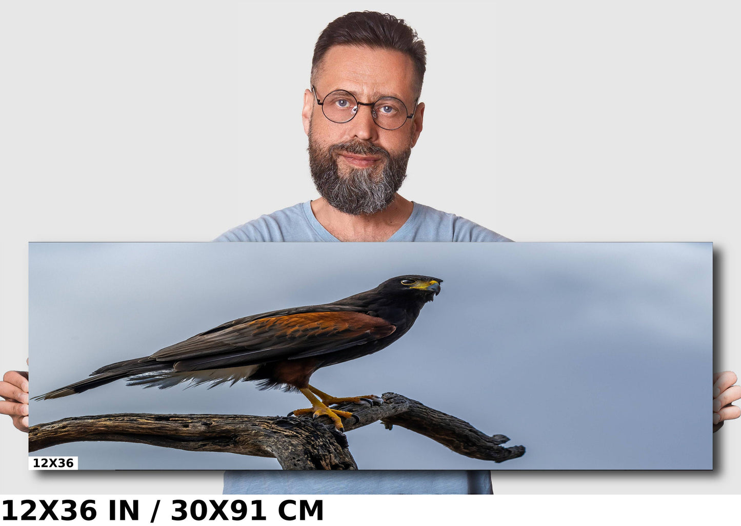 Branch Bound: Harris's Hawk at Rest on Branch Wall Art Bird Photography Metal Canvas Print