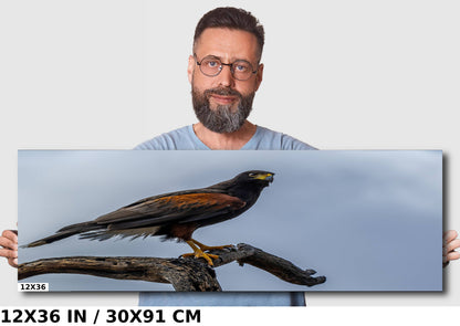 Branch Bound: Harris's Hawk at Rest on Branch Wall Art Bird Photography Metal Canvas Print