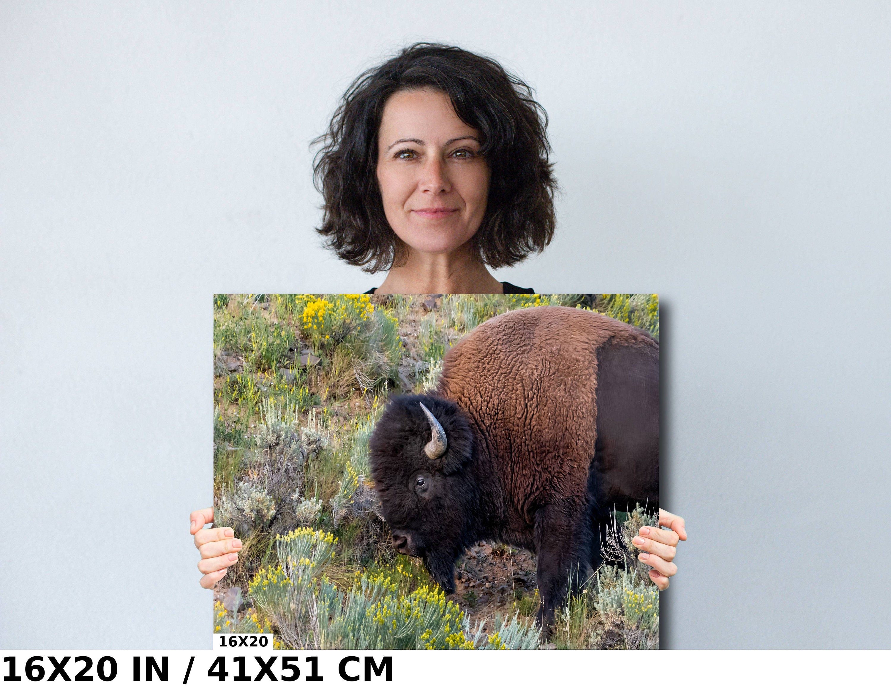 Yellowstone Bison Print: American Buffalo Photography, Wyoming Wildlife Art